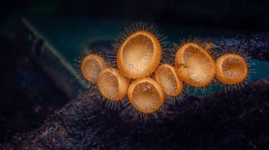 Koyu toprak üzerinde toplanmış küçük turuncu kupa mantarlarının makro görüntüsü, hassas saç benzeri yapılar ve canlı renkler içeriyor, doğal ortamlarında karmaşık detaylar sergiliyorlar.