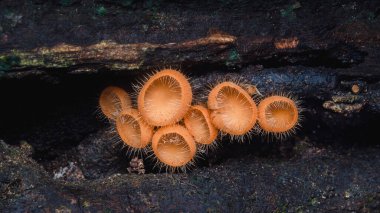 Canlı turuncu scutellinia scutellata mantarı kümesi, genellikle kirpik fincan mantarı olarak bilinir, karanlık bir ormanda çürüyen bir ağaçta yetişen saç gibi kendine özgü saçlar sergiler.