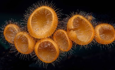Canlı turuncu kirpik kabı mantarları, aşçı tricholoması, onların kıllı, fincan şeklindeki meyveli vücutlarını karanlık bir arka plana karşı gözler önüne seriyor, karmaşık detaylar seriyor.