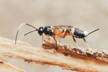 Ayırt edici siyah, beyaz ve turuncu işaretlerini gösteren Ichneumon eşekarısı, titizlikle Tayland 'da bir ahşap parçasının dokusunu inceliyor..