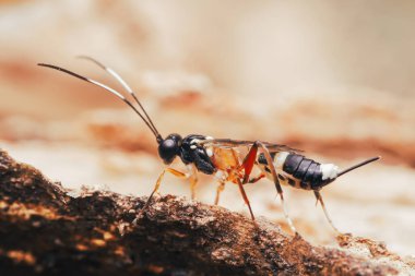Braconid eşekarısı belirgin siyah, beyaz ve turuncu işaretli kaba, dokulu ahşap bir yüzeyi keşfeder, hassas anatomisini ve antenini en ince detayına kadar gösterir,.