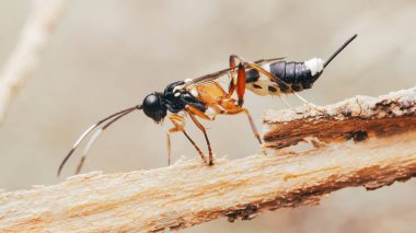 Ichneumon eşekarısı, kendine özgü turuncu, siyah ve beyaz işaretleriyle, doğal bir ortamda kaba ahşap bir yüzeyi keşfeder, hassas anatomisini ve uzun antenini, Tayland 'da ki Chumphon' unu gösterir..