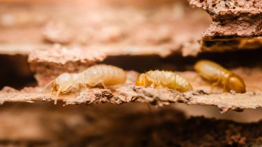 Bu böceklerin tahtaları etkin bir şekilde yiyen termitlerin yakın çekim makro görüntüsü, bu böceklerin yıkıcı doğasını ve Tayland 'da oluşabilecek potansiyel hasarları vurguluyor..