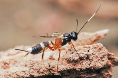 Ichneumon eşekarısının doğal habitatında kabuğu incelikle keşfeden siyah ve beyaz işaretli yakın çekim makro görüntüsü, Tayland 'da Chumphon.