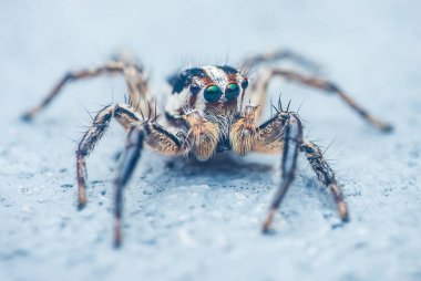 Zıplayan örümceğin yakın çekimi karmaşık detayları ve dokulu bir yüzey üzerindeki canlı renkleri gözler ve kıllı bacakları, Tayland 'daki Chumphon' u ortaya çıkarıyor..