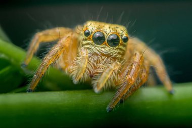 Canlı yeşil bir yaprağın üzerinde oturan zıplayan bir örümceğin aşırı yakın çekimi karmaşık detaylarını ve doğal ortamında büyüleyici varlığını gözler önüne seriyor..