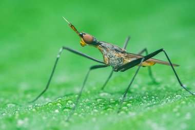 Hareketsiz bacaklı sinek ışıldayan çiğ damlalarıyla süslenmiş yeşil bir yaprağa tünemiş, doğanın güzelliğinin karmaşık detaylarını bir makro çekimde vurguluyor, Tayland 'da Chumphon.