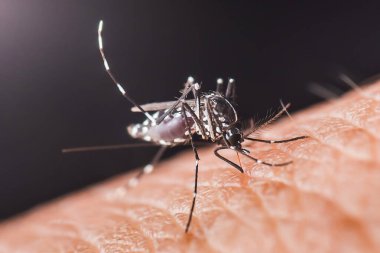 Aedes aegypti sivrisineğinin insan derisinden kan emmesi Dang humması, Zika virüsü ve chikungunya gibi tehlikeli hastalıkları yayması..