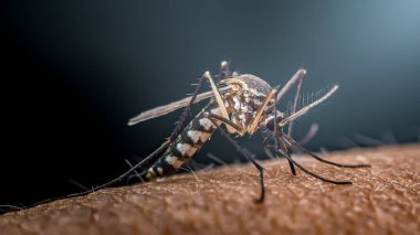 Asyalı bir kaplan sivrisineğinin aşırı yakın çekimi, aedes albopictus, insan derisinden kan emmek, hastalık bulaşmasındaki rolünü vurgulamak, Tayland 'da Chumphon.