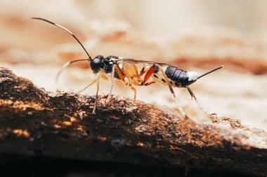 Siyah, beyaz ve turuncu lekeli Ichneumon eşekarısı kaba ahşap bir yüzeyde sürünüyor, hassas anatomiyi ortaya çıkarıyor, Tayland 'da Chumphon.