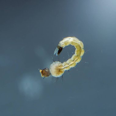 Sivrisinek larvası, kirli sulara gömülüp oksijen yoksunluğunun olduğu ortamlarda hayatta kalma adaptasyonunu gösterirken karnındaki sifon tüpünden hava soluyor.