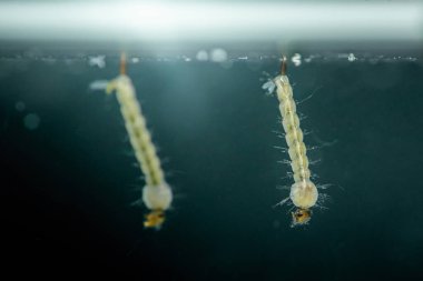 Suyun yüzeyinden sarkan sivrisinek larvaları tüplerden nefes alıyor, suda yaşayan böcek yaşamını ve sivrisineklerin gelişimini gösteriyor.