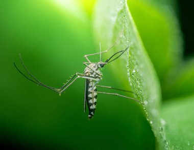 Asyalı bir kaplan sivrisineğinin (aedes albopictus) parlak çiy damlalarıyla süslenmiş canlı yeşil bir yaprağa tutunarak, böceğin karmaşık ayrıntılarını ve doğanın güzelliğini gözler önüne seren yakın plan.
