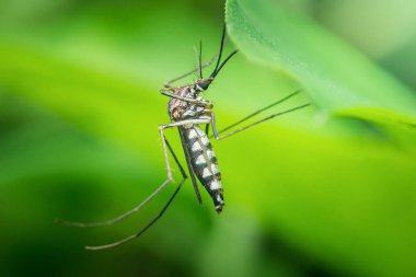 Asyalı bir kaplan sivrisineğinin (aedes albopictus) canlı yeşil bir yaprağın üzerinde dinlenerek kendine özgü siyah ve beyaz çizgili desenini gözler önüne sermesi.