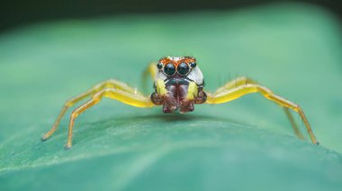 Sarı sıçrayan örümcek, büyük yeşil bir yaprağın üzerinde sürünüyor. Kapalı çekim vahşi yaşam fotoğrafında örümceğin vücudunun karmaşık detaylarını ve canlı renklerini gösteriyor.