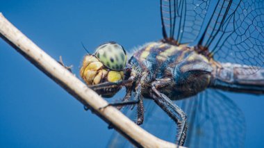 İnce bir dala tünemiş bir yusufçuk sineğinin yakın çekimi. Karmaşık kanatları ve parlak mavi gökyüzüne karşı büyük gözleri vurguluyor. Böceğin doğal güzelliğini yakalıyor.