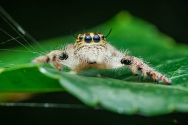 Canlı yeşil bir yaprağın üzerinde zıplayan bir örümceğin yakın plan görüntüsü, karmaşık detayları vurguluyor ve arka planda ince ipek ipliklerle doğal yaşam alanı içinde büyüleyici bir varlık gösteriyor.