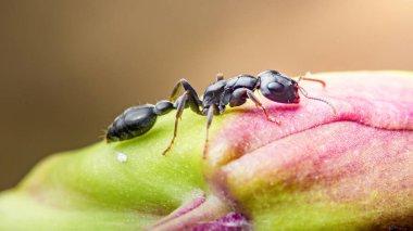 Siyah karınca canlı, renkli bir bitki tomurcuğunu titizlikle keşfediyor. Böceğin karmaşık detaylarını ve bitkinin hassas yapısını büyüleyici makro fotoğraf çekiminde gösteriyor.