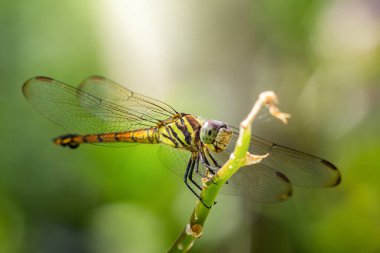 Yeşil bir dal üzerinde dinlenen renkli bir yusufçuğun yakın çekimi, hassas kanatlarını ve bulanık doğal bir arka plana karşı karmaşık vücut modellerini sergiliyor.