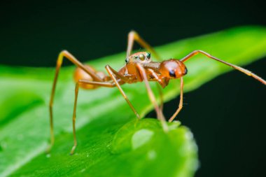 Kerengga karınca benzeri bir kazağın yakın çekim makro görüntüsü, canlı yeşil bir yaprağın üzerinde duran dokumacı bir karınca görünümünü taklit eden bir örümcek türü.