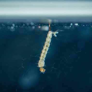 Sivrisineklerin yaşam döngüsünün su yüzeyindeki sifonuyla nefes alan larva, su ortamlarına adaptasyonunu gösteriyor.