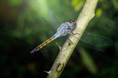 Şeffaf kanatları ve canlı bir vücudu olan yusufçuk, doğal yeşil bir zemin üzerine tünemiş ve doğal yaşam ortamının güzelliğini gözler önüne seriyor.