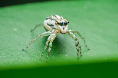 Canlı yeşil bir yaprağın üzerine tünemiş zıplayan bir örümceğin yakın plan görüntüsü karmaşık ayrıntıları vurguluyor ve doğal ortamında doğal yaşamın büyüleyici özünü yakalıyor.