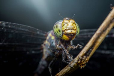 Bir dalın üzerinde dinlenen bir yusufçuk sineğinin yakın plan görüntüsü, karmaşık detayları vurguluyor ve doğanın güzelliğinin özünü yakalayan yumuşak ve bulanık bir arka plan arasında geniş bileşik gözler.
