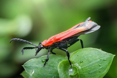 Parlayan su damlacıklarıyla süslenmiş canlı yeşil bir yaprağın üzerinde sürünen renkli bir kanatlı böceğin makro görüntüsü doğanın küçük canlılarının güzelliğini ve detaylarını gözler önüne seriyor.