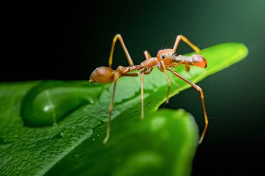 Su damlacıklarıyla süslenmiş yeşil bir yaprak üzerinde yürüyen Kerengga karınca benzeri kazak örümceği, onun eşsiz kamuflajını ve karmaşık detaylarını bir makro çekimde vurguluyor.