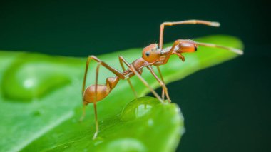 Karınca taklidi yapan örümcek, Myrmarachne plataleoides canlı yeşil bir yaprak üzerinde dokumacı bir karıncayı ustalıkla taklit ederek olağanüstü kamuflaj ve hayatta kalma taktikleri sergiliyor.