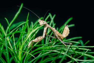 Yakın plan, yeşil çimen yaprakları üzerinde özenle dengelenmiş bir peygamber devesi yakalar. Karmaşık detaylarını ve doğal kamuflajını gözler önüne serer.