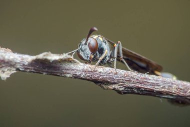 Detaylı yakın çekim bir dal üzerine tünemiş bir yaban arısı yakalar, onun karmaşık özelliklerini ve bulanık doğal bir arka plana karşı yırtıcı doğasını sergiler