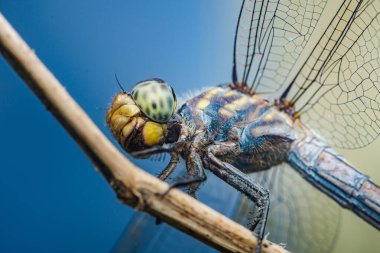 İnce bir dalda dinlenen bir yusufçuk sineğinin yakın plan görüntüsü, doğanın özünü yakalayan canlı mavi bir zemin karşısında vücudunun karmaşık ayrıntılarını ve hassas kanatlarını vurguluyor.