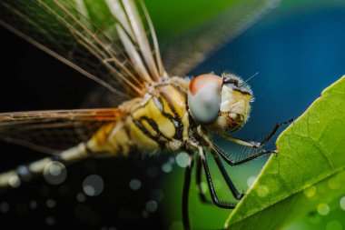 Canlı yeşil bir yaprağa tüneyen bir yusufçuk sineğinin yakın çekimi, karmaşık detaylarını ve hassas kanatlarını bulanık doğal bir arka plana karşı sergiliyor.