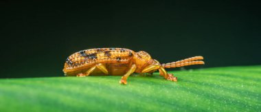 Tropikal yağmur ormanlarında canlı yeşil bir yaprağı keşfeden altın kaplumbağa böceğinin yakın çekim makro görüntüsü karmaşık dış iskeletini ve hassas antenini gözler önüne seriyor.