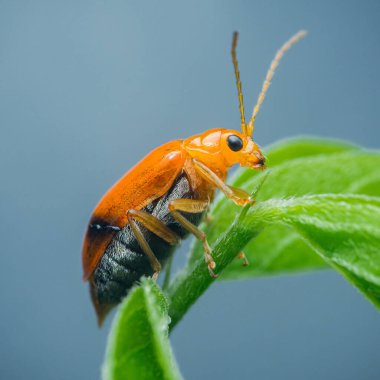 Turuncu ve siyah böcek canlı yeşil bir yaprağa tırmanıyor, antenleri seğiriyor, doğanın minik yaratıklarının güzelliklerini gösteren detaylı bir yakın plan görüntüsü veriyor.