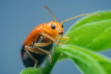Yakın çekim makro fotoğrafçılık canlı bir turuncu aulapalpus philagrus böceğini yakalar, yemyeşil bir yaprağa nazikçe tünemiş, küçük çene kemikleri doğal ortamında yemeğin tadını çıkarırken çalışır.
