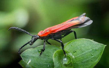 Parlayan su damlacıklarıyla süslenmiş yemyeşil bir yaprağın üzerinde dinlenen siyah bacaklı, canlı kırmızı kanatlı böcek böceğin güzelliğini ve detaylarını gözler önüne seriyor.