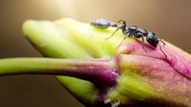 Canlı bir çiçek tomurcuğu boyunca sürünen siyah karınca, parlak güneş ışığını emerken yemyeşil bir bahçede yaşam ve renk dolu doğal çevresini keşfediyor.