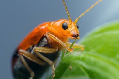 Aulacophora indica 'nın yakın plan görüntüsü, bilinen adıyla guguk böceği, doğal ortamında canlı yeşil bir yaprakla aktif olarak besleniyor, doğanın karmaşık detaylarını gösteriyor.