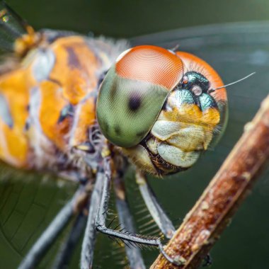 Bir dalda dinlenen bir yusufçuğu yakalamak, canlı bileşik gözlerini vurgulamak, detaylı göğüs kafesi ve hassas bacaklar, hepsi doğanın güzelliğini gözler önüne seriyor.