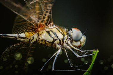Yeşil bir yaprağa tüneyen bir yusufçuk sineğinin yakın çekimi, karmaşık kanatlarını ve büyük gözlerini sergiliyor, yumuşak bulanık bir arka planı var, derinlik ve sükunet hissi yaratıyor.