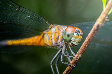 Renkli yusufçuk bir dalda dinleniyor. Karmaşık kanatlar ve geniş bileşik gözler sergiliyor. Bulanık yeşil arka planda.