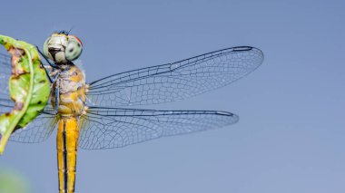 Renkli yusufçuk bir bitkinin üzerinde dinleniyor, açık gökyüzüne karşı karmaşık kanatları ve vücut detaylarını sergiliyor, doğanın güzelliğinin büyüleyici bir görüntüsünü yaratıyor.