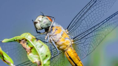Yeşil bir yaprağın üzerinde dinlenen bir yusufçuğun yakın çekimi, şeffaf kanatlarını, karmaşık havalandırma ve geniş bileşik gözleriyle, bulanık doğal bir arka plana karşı sergiliyor.