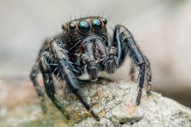 Bir kayanın üzerinde uzanan zıplayan örümceğin aşırı yakın çekimi, parlak yeşil gözlerini ve kıllı bacaklarını vurgulayarak, bu büyüleyici örümceğin karmaşık detaylarını gözler önüne seriyor.