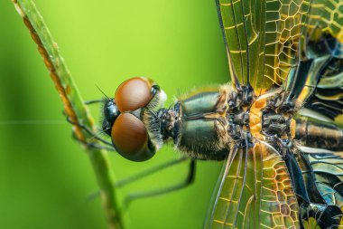 Bir yusufçuğun otların üzerinde dinlenen aşırı yakın plan çekimi geniş bileşik gözlerini, karmaşık kanat yapısını ve canlı yeşil bir arka plana karşı kıllı vücudunu sergiliyor.