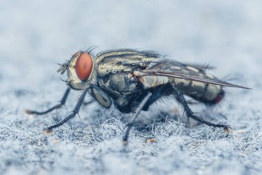 Dokulu bir yüzeye tünemiş bir et sineğinin yakın görüntüsü, karmaşık vücut detaylarını, canlı kırmızı gözleri ve hassas kanatları ortaya çıkarıyor, doğanın küçük yaratıklarının güzelliğini vurguluyor.