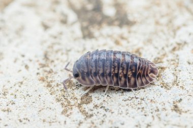 Bir orman bitinin yakın çekimi, yaygın bir karasal kabuklu deniz hayvanı, beton bir yüzeyi aşıyor, parçalanmış vücudunu ve hassas antenlerini gösteriyor.